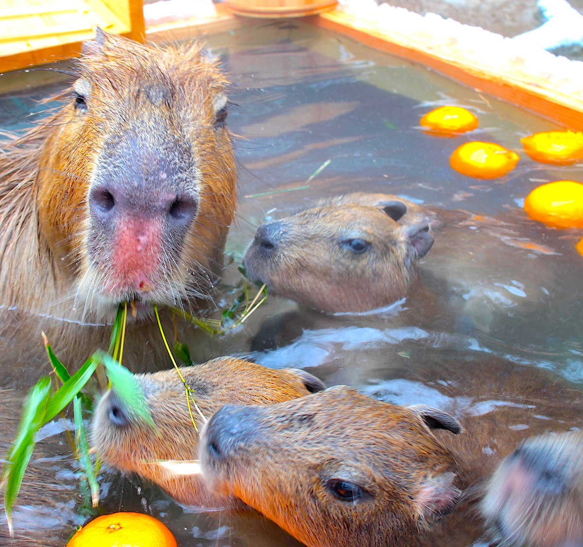 須坂市動物園の「カピバラ温泉」