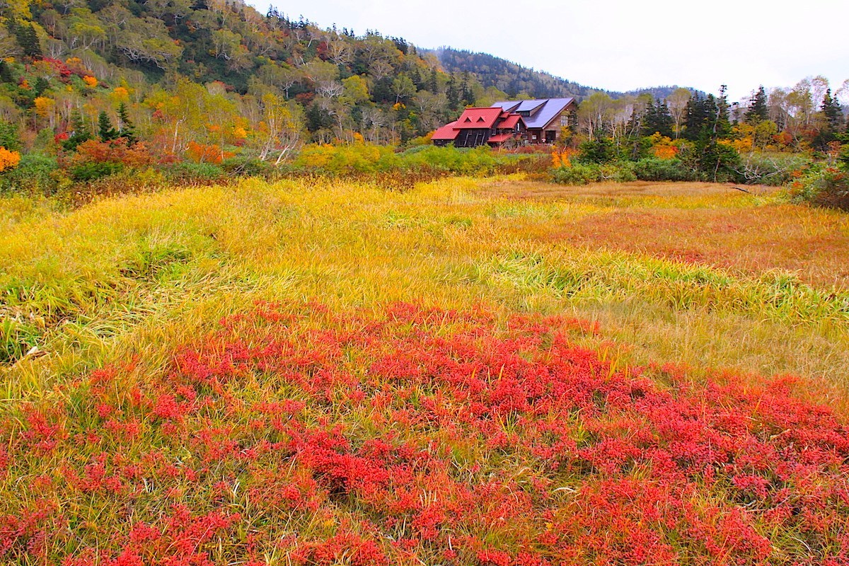 栂池自然園の草紅葉