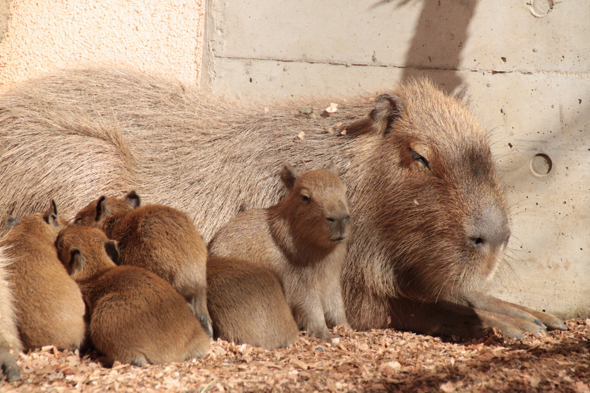capibara