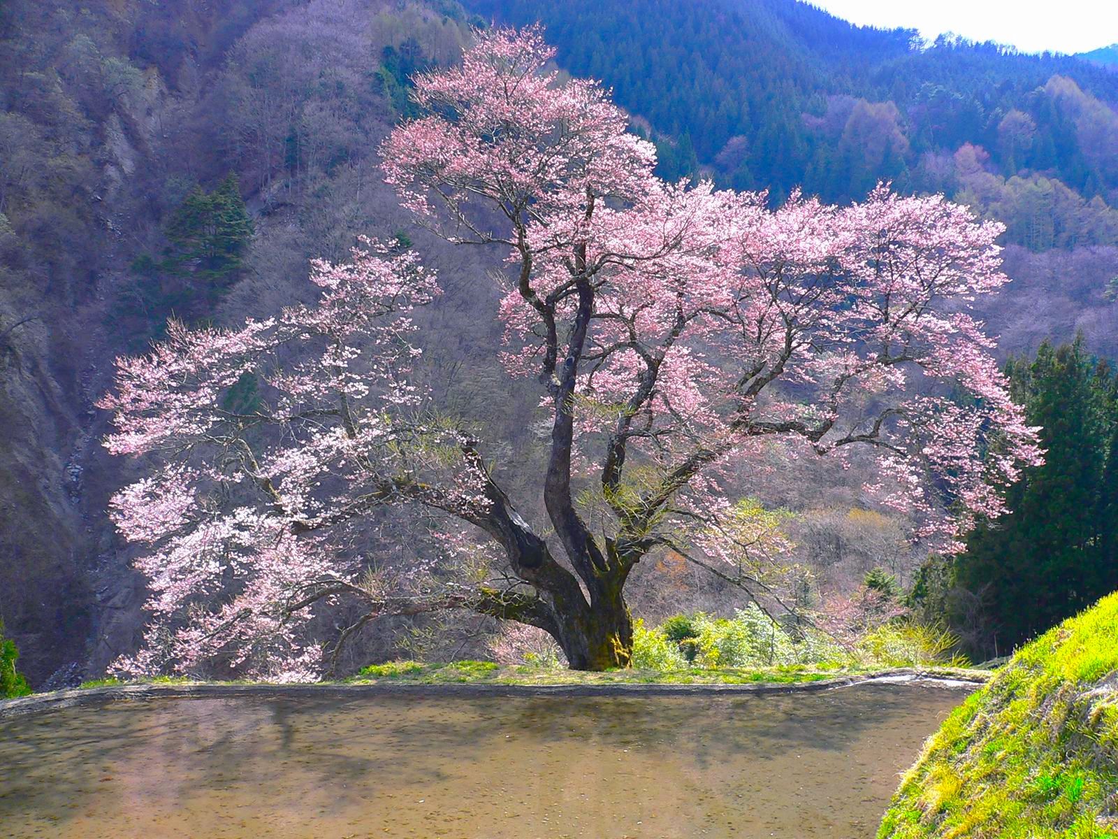 駒つなぎの桜