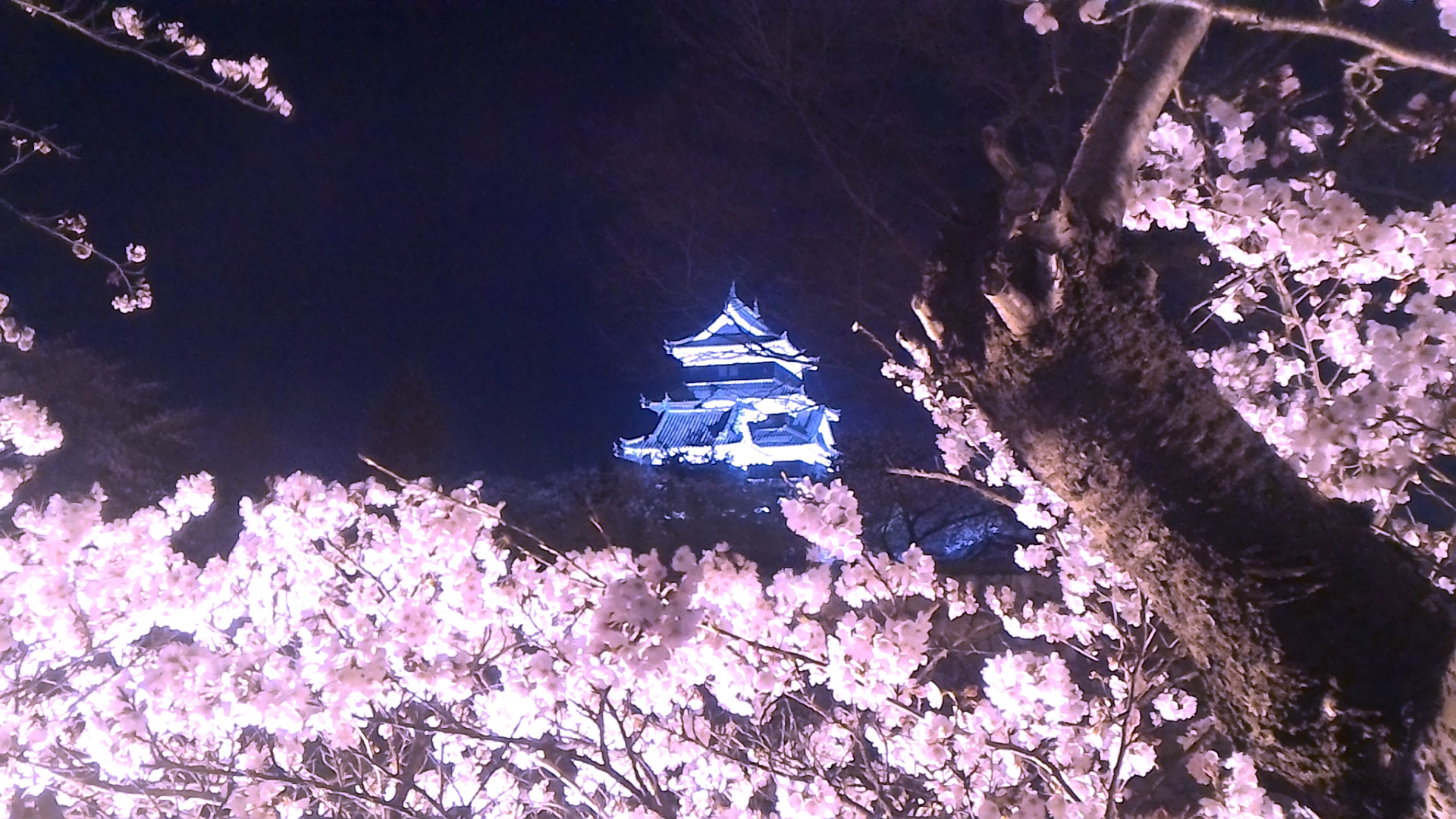 国宝松本城『桜並木光の回廊』