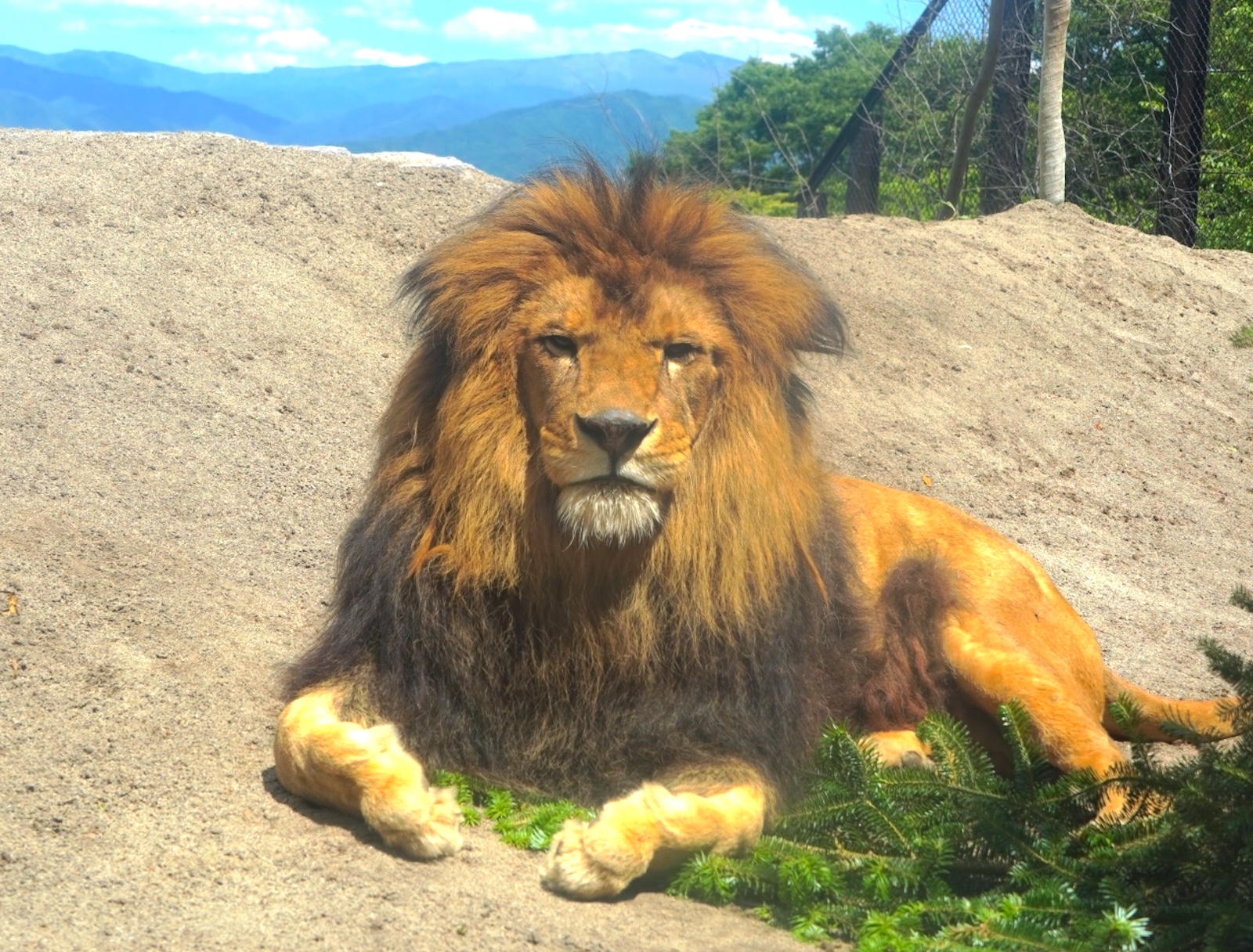長野市茶臼山動物園