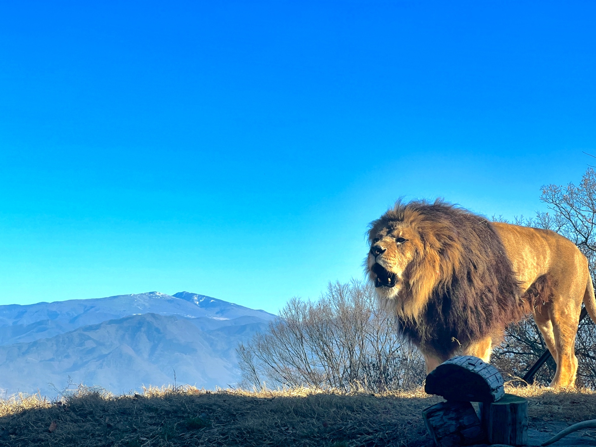 長野市茶臼山動物園