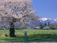 須沼の一本桜