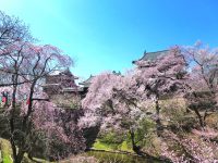 上田城千本桜まつり